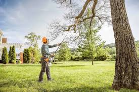 How Our Tree Care Process Works  in  Port Lavaca, TX