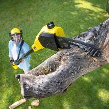 Tree and Shrub Care in Port Lavaca, TX