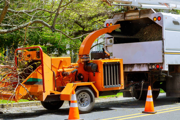 Port Lavaca, TX Tree Services Company